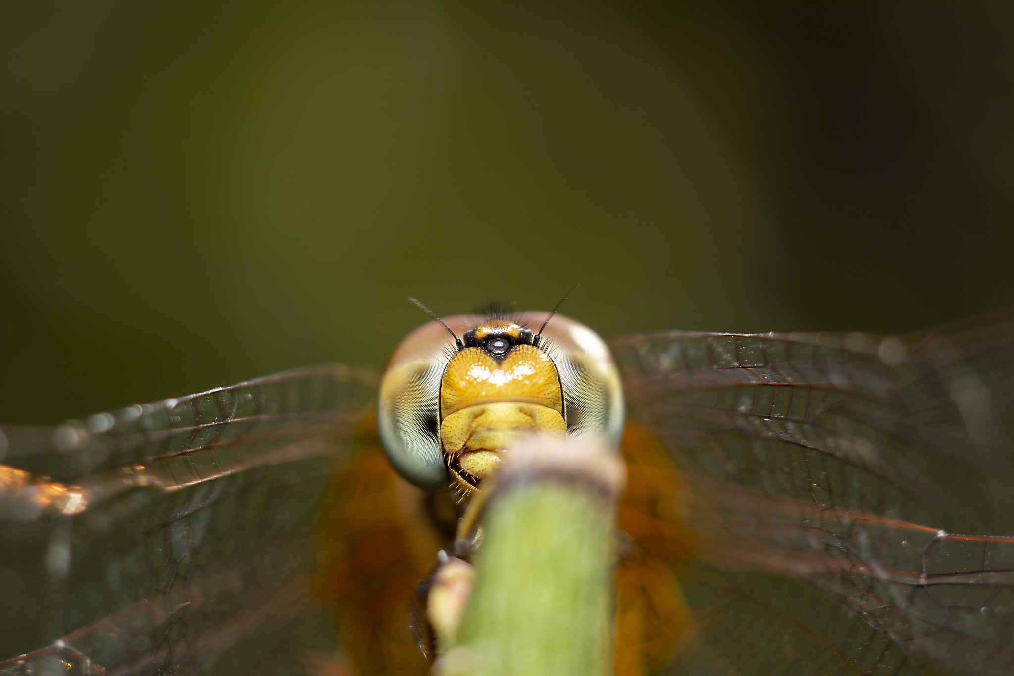 dragonfly on branch in nature