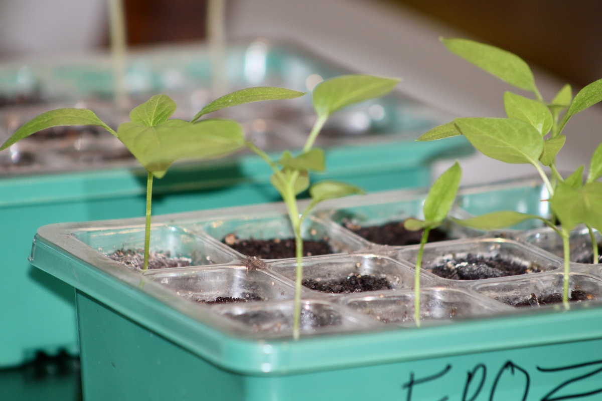 草娃娃的奇妙成长：从一颗小草到怒发冲冠