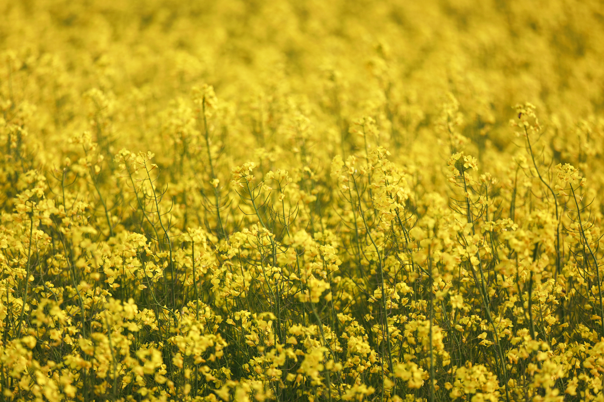 请帮我写1篇650字的博客文章主题是：油菜花开的句子唯美