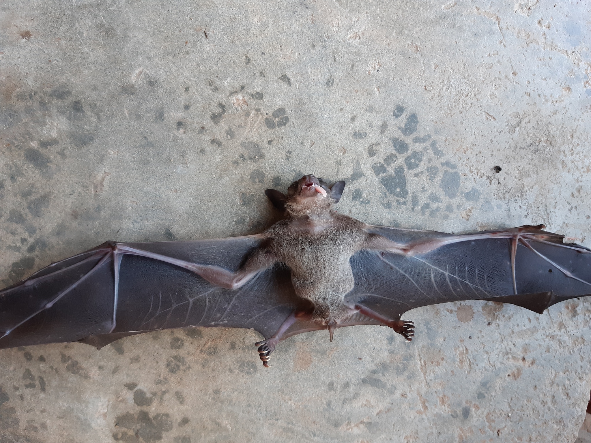 人类致蝙蝠的一封信：理解、尊重与共存