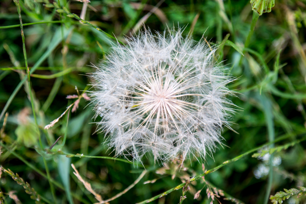 蒲公英的叶子中含有的某些物质对于伤寒杆菌以及金