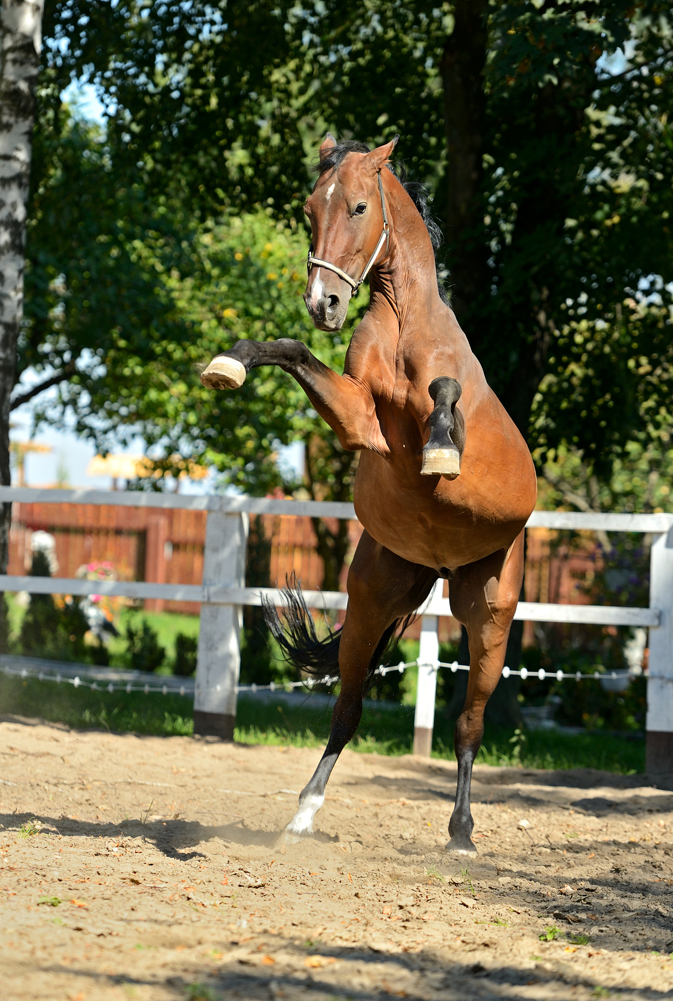 horse