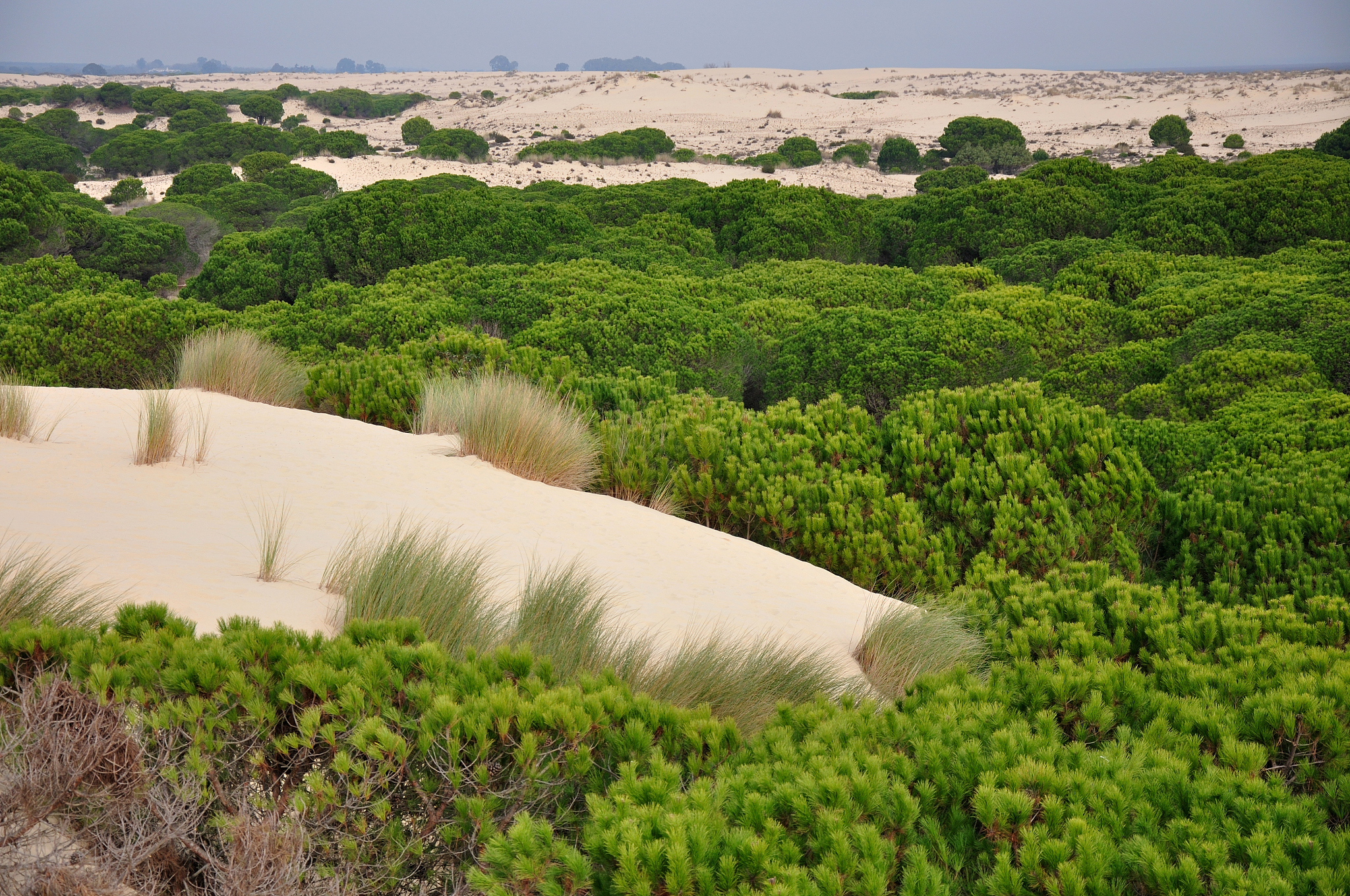 do?±ana national park