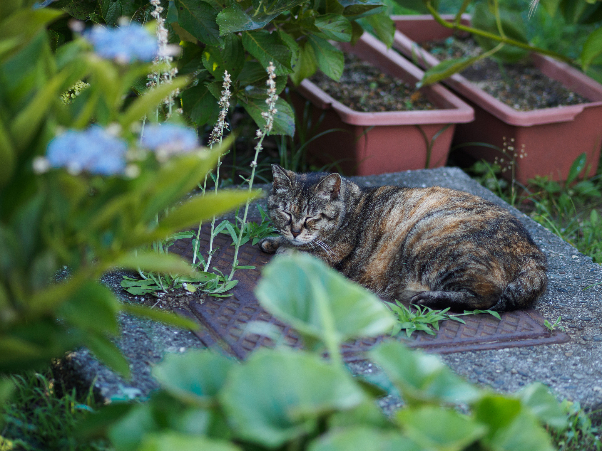 现在你是一个很接地气很幽默的自媒体写作家你会以什么样的口吻帮我在下文的基础上二次创作成为一个丰富、有信息量、有编辑思路、有独创性的新文章在尽量保留原文的情况下加入精彩的解说点评：表面上看这是一只小猫但请别被外表所迷惑这个小家伙其实已经是成年了！它被认为是世界上最小的野生猫之一属于小型猫科动物是一种极为罕见的物种在全球范围内只有30多只且全部都生活在动物园里。这些可爱的家伙主要分布在南亚地区像是印度
