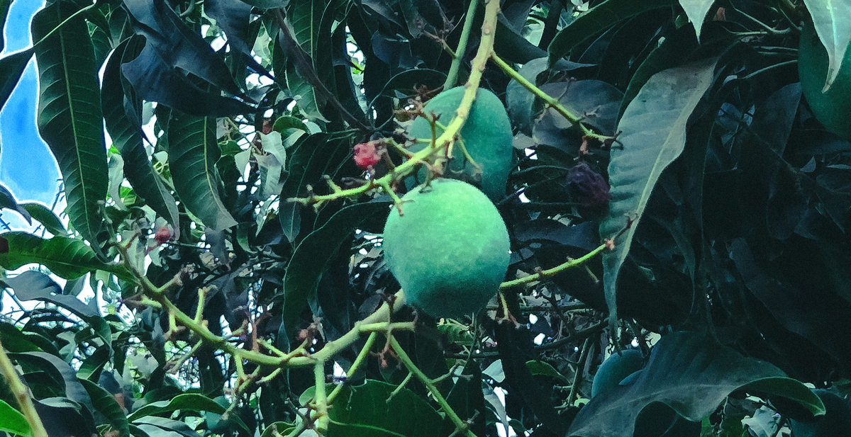 芒果生物防治：环保、高效、增益农民收益