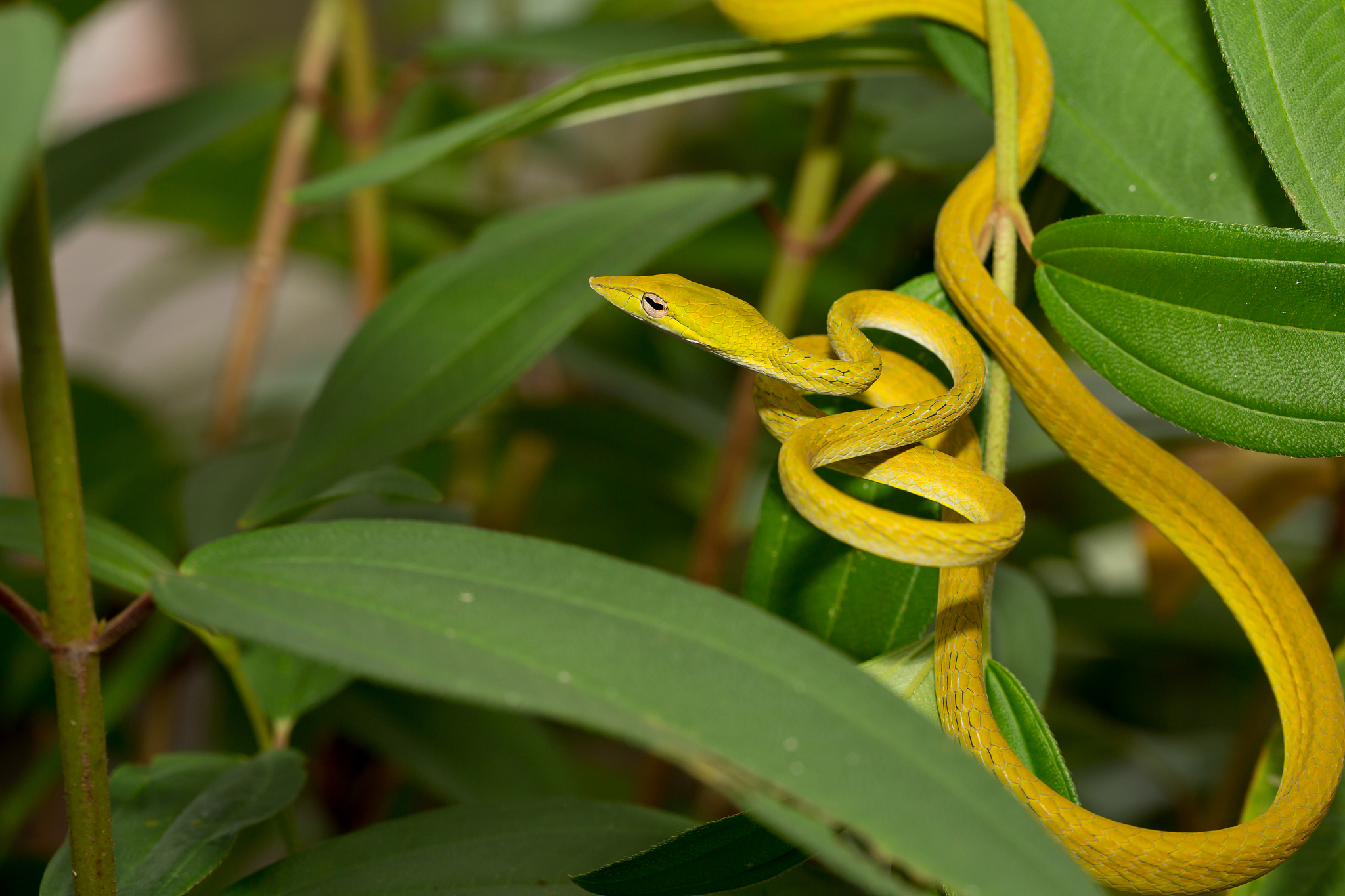 beautiful tree snak.