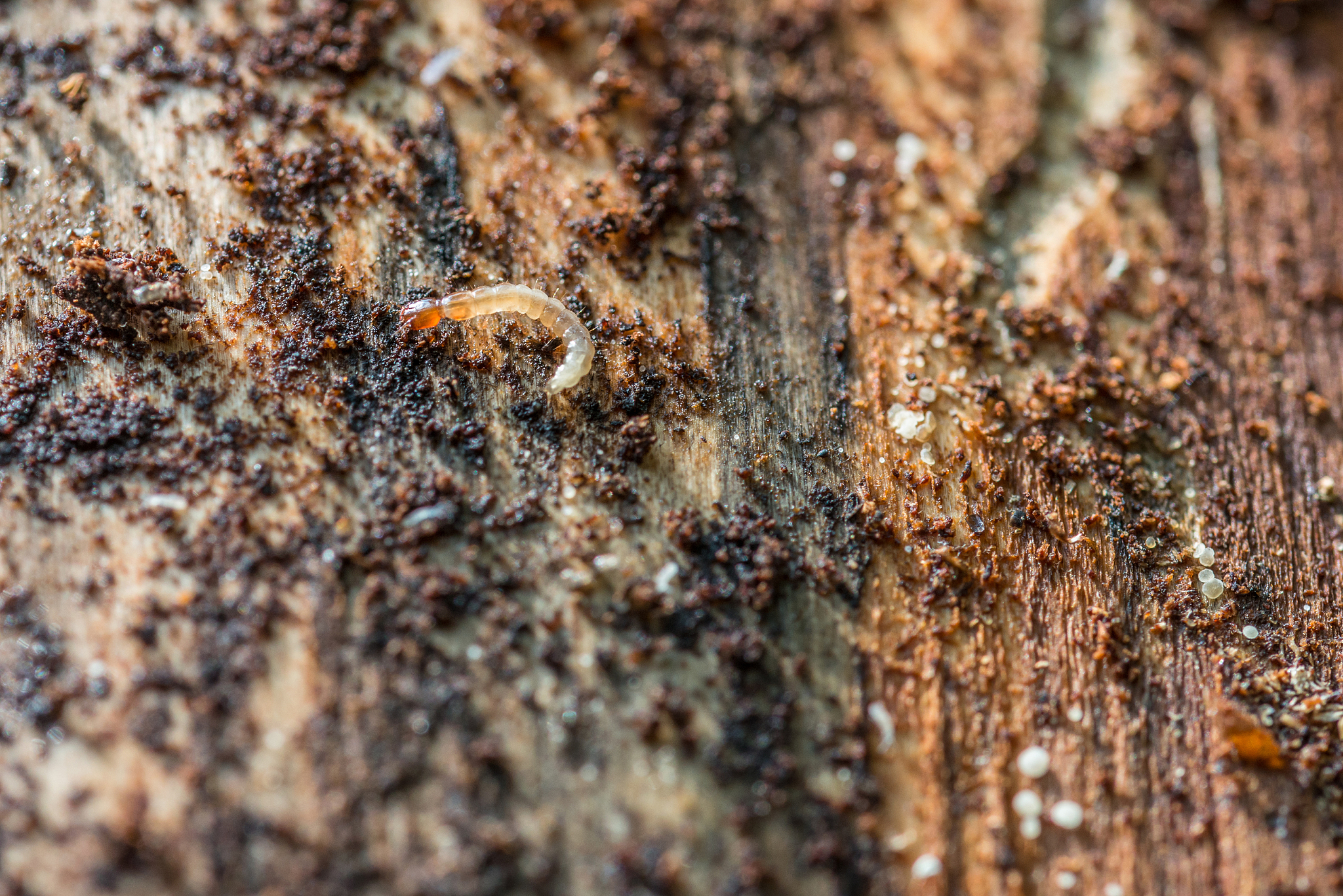longhorn beetle under the bark of a tree, germany
