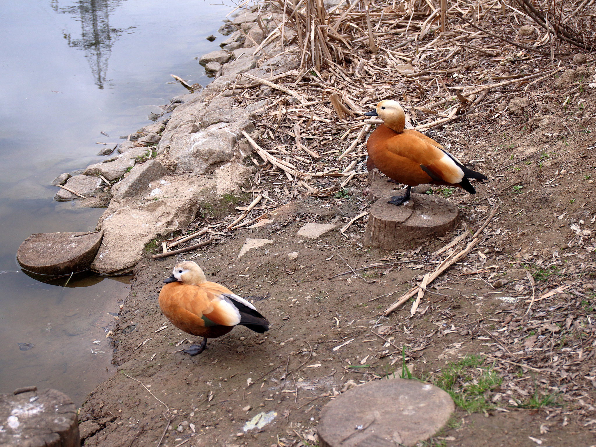 鸟妈妈喂小鸟：母爱的伟大体现