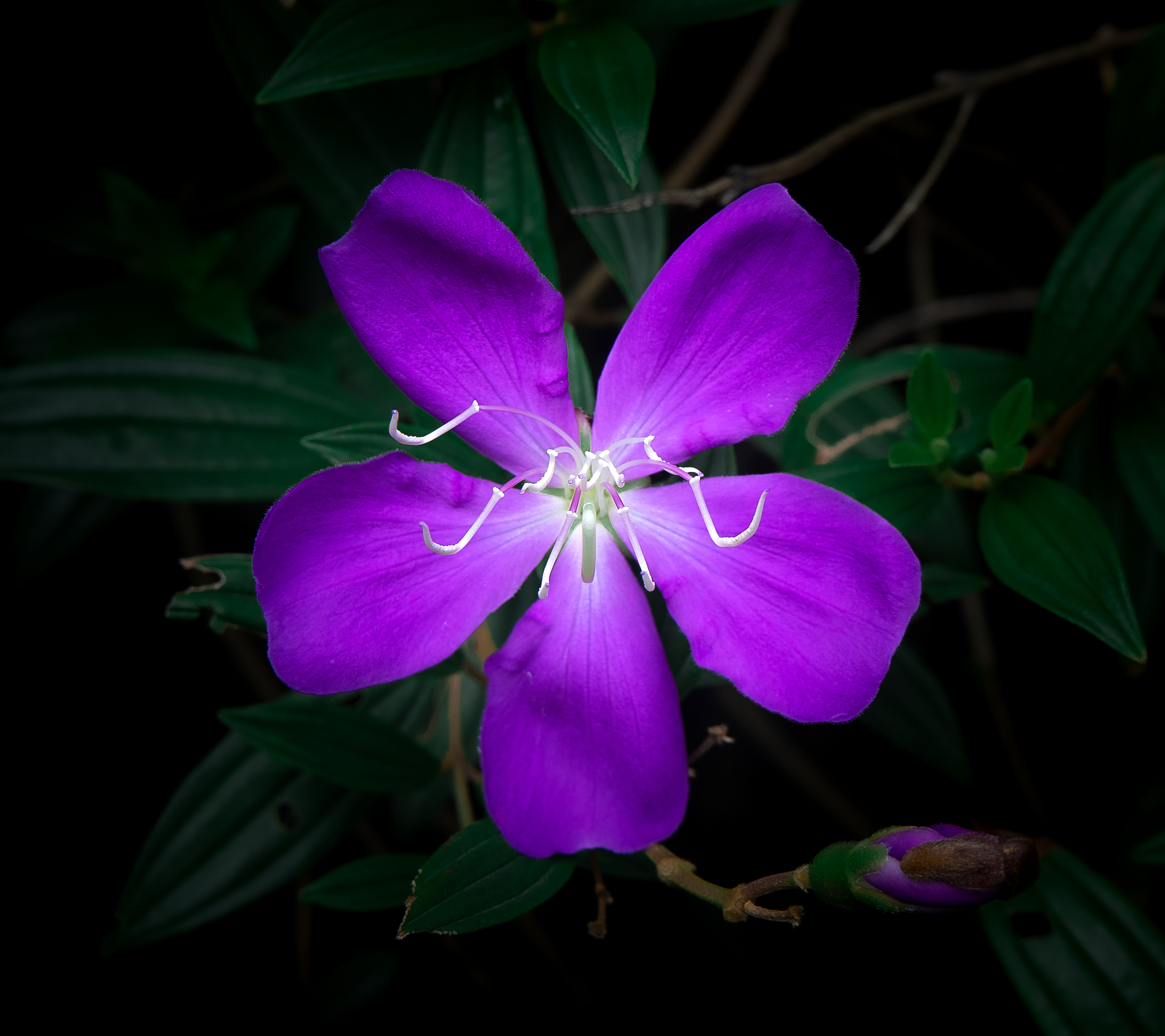 下午5点紫茉莉开花了改为拟人句