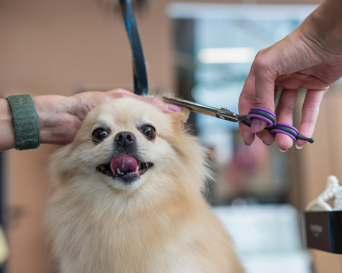 宠物指南：从选择到关爱，全面呵护你的毛孩子