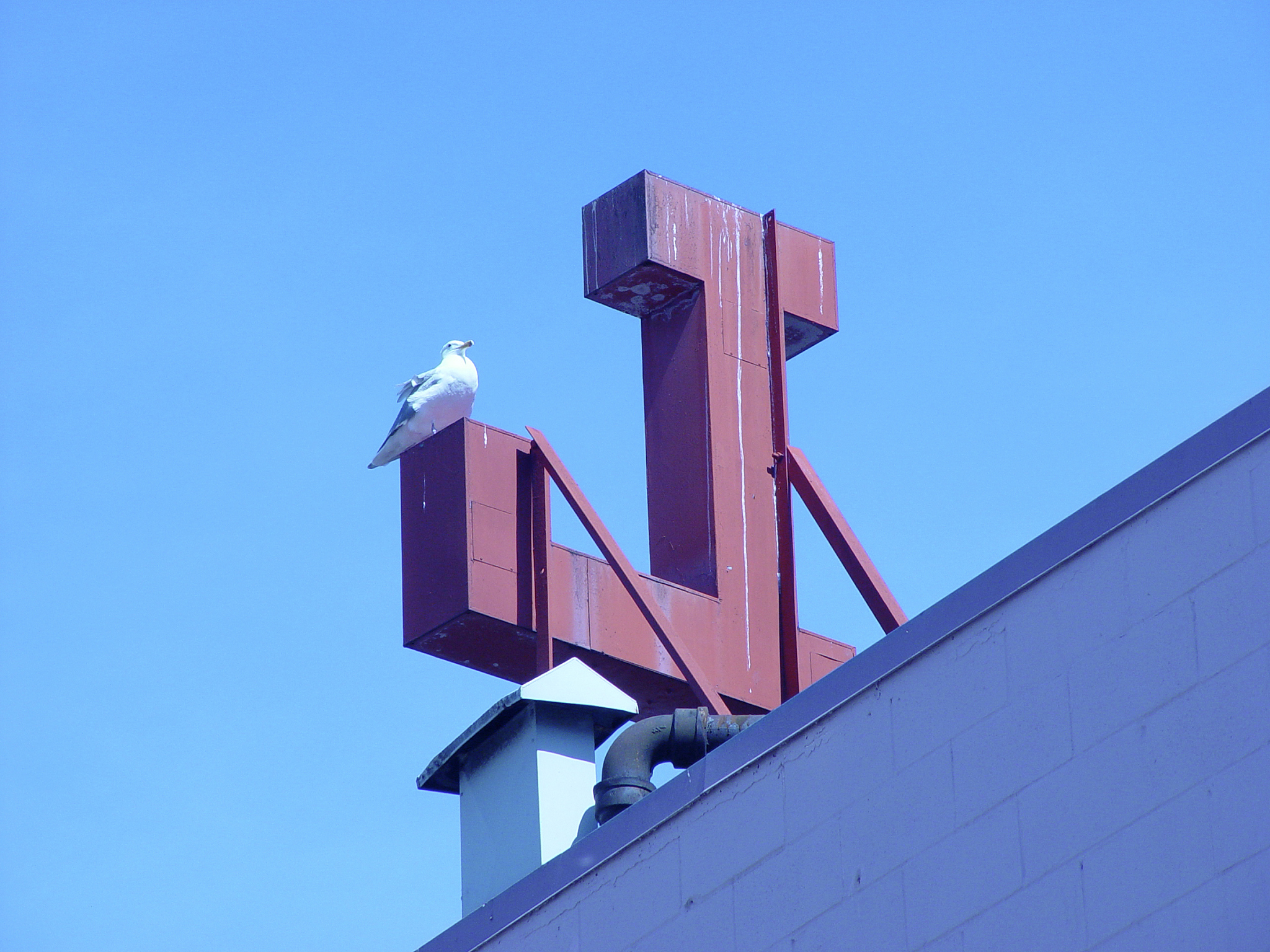 gull and ell