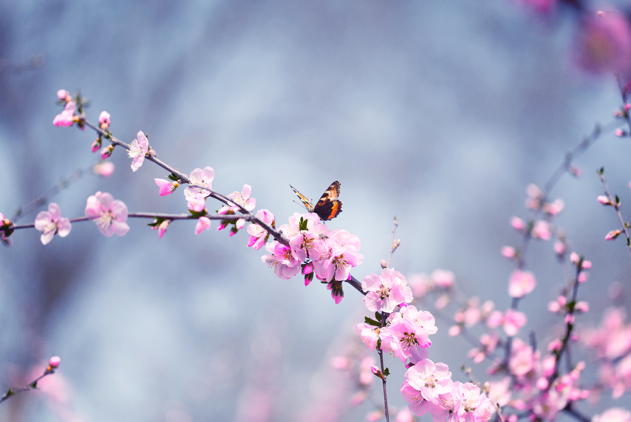 写一首以春天为主题的如梦令