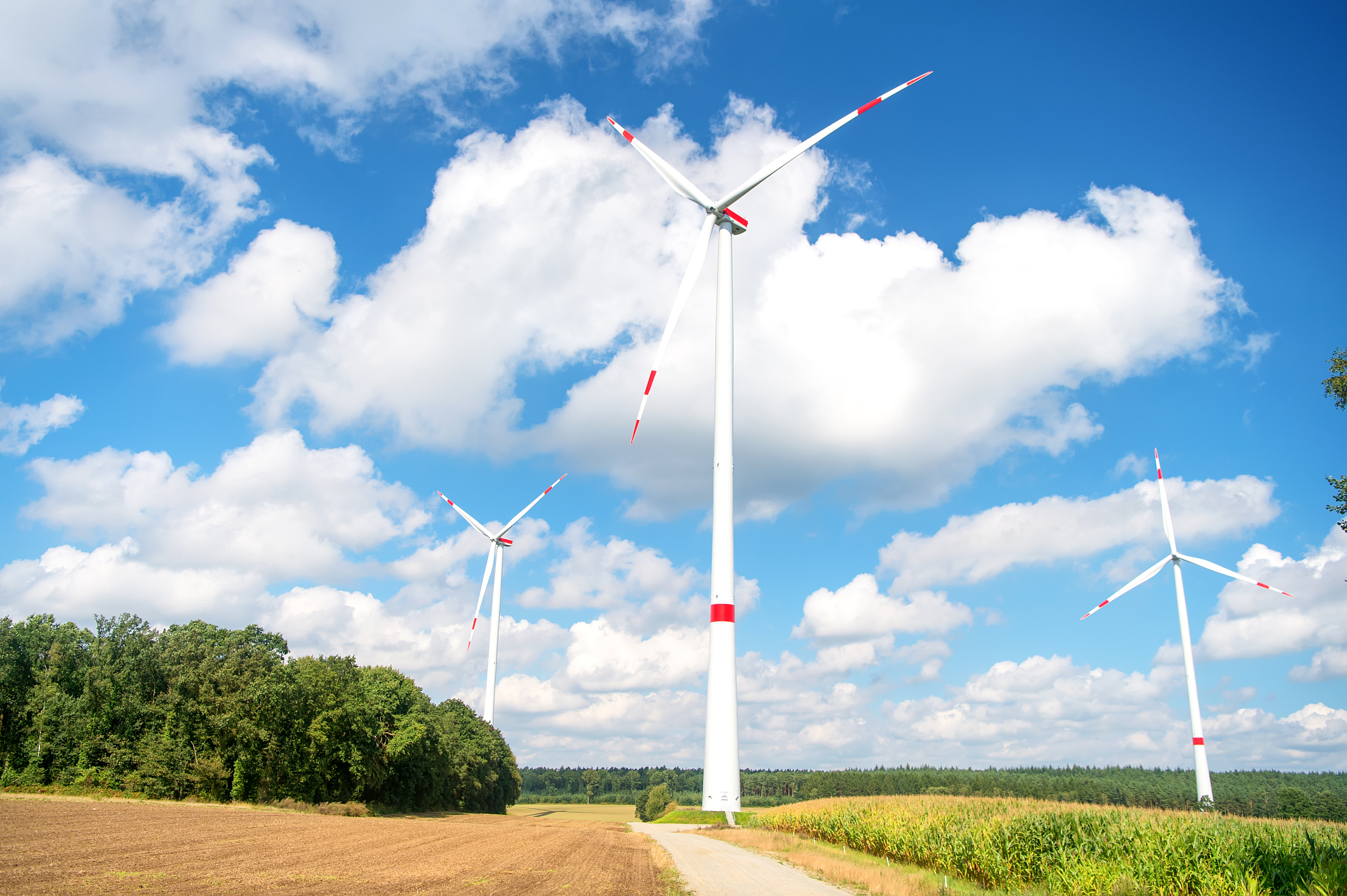 生肖鼠：性格特点、事业运势、爱情运势详解