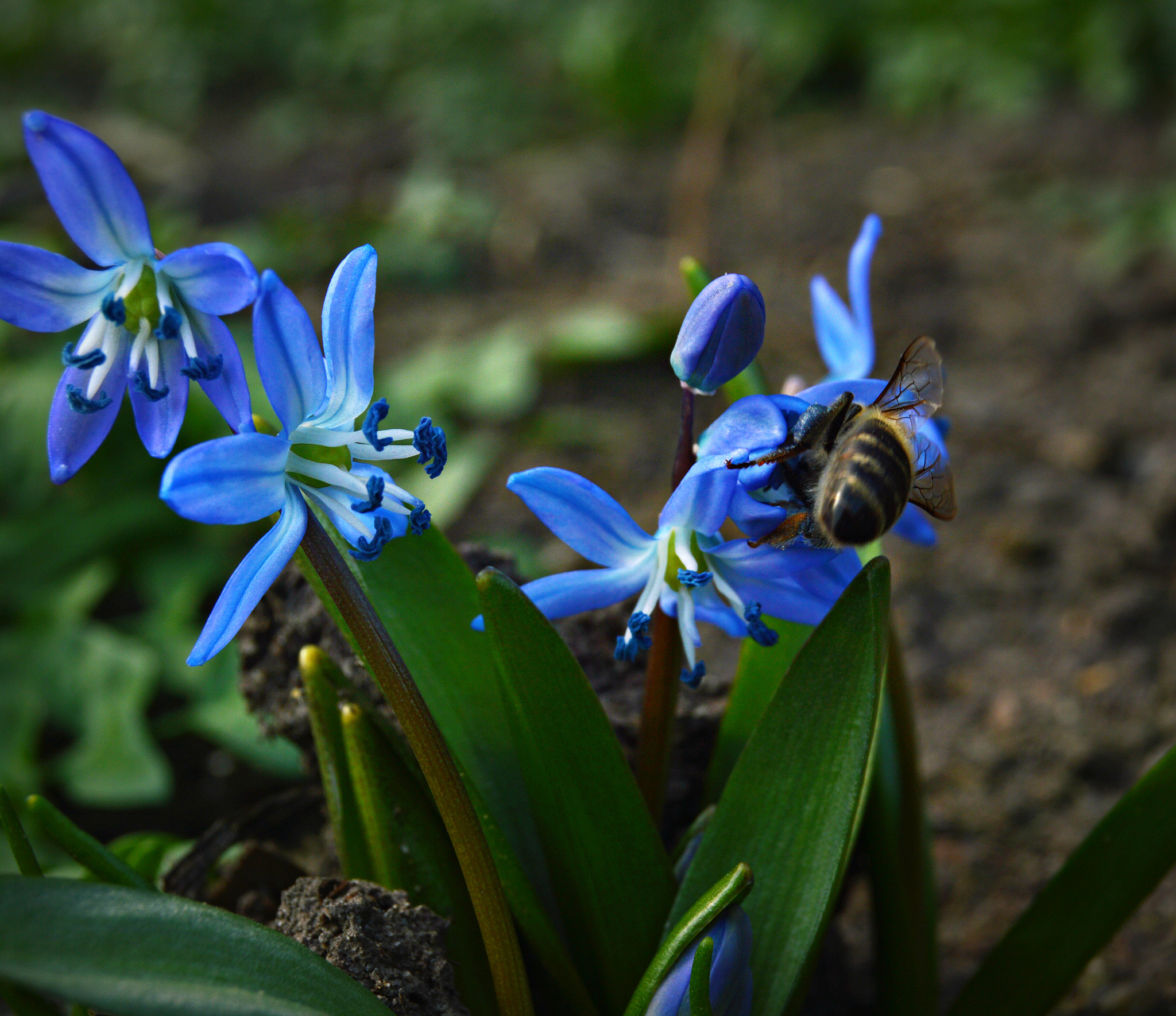 a blue flower called scilla and a bee