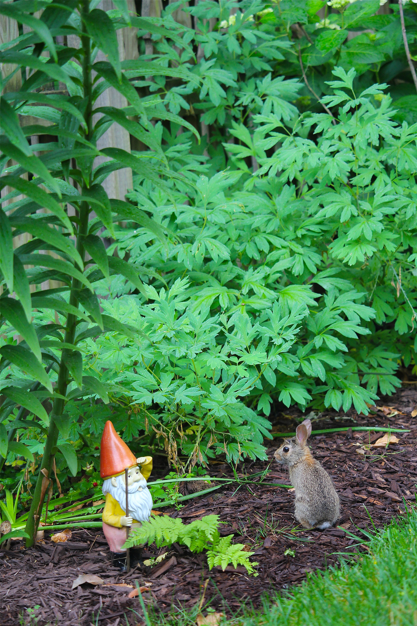 雨伞下的友谊：小兔、小鸡和小狗的故事