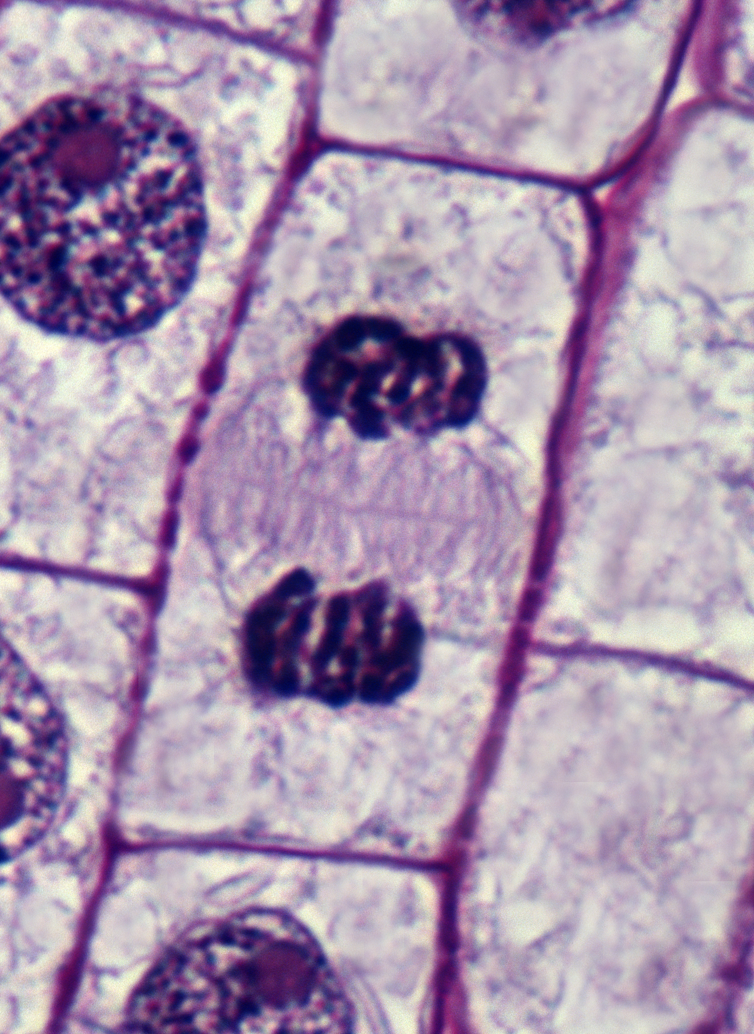 内复制与光形态建成：生物发育的关键研究领域