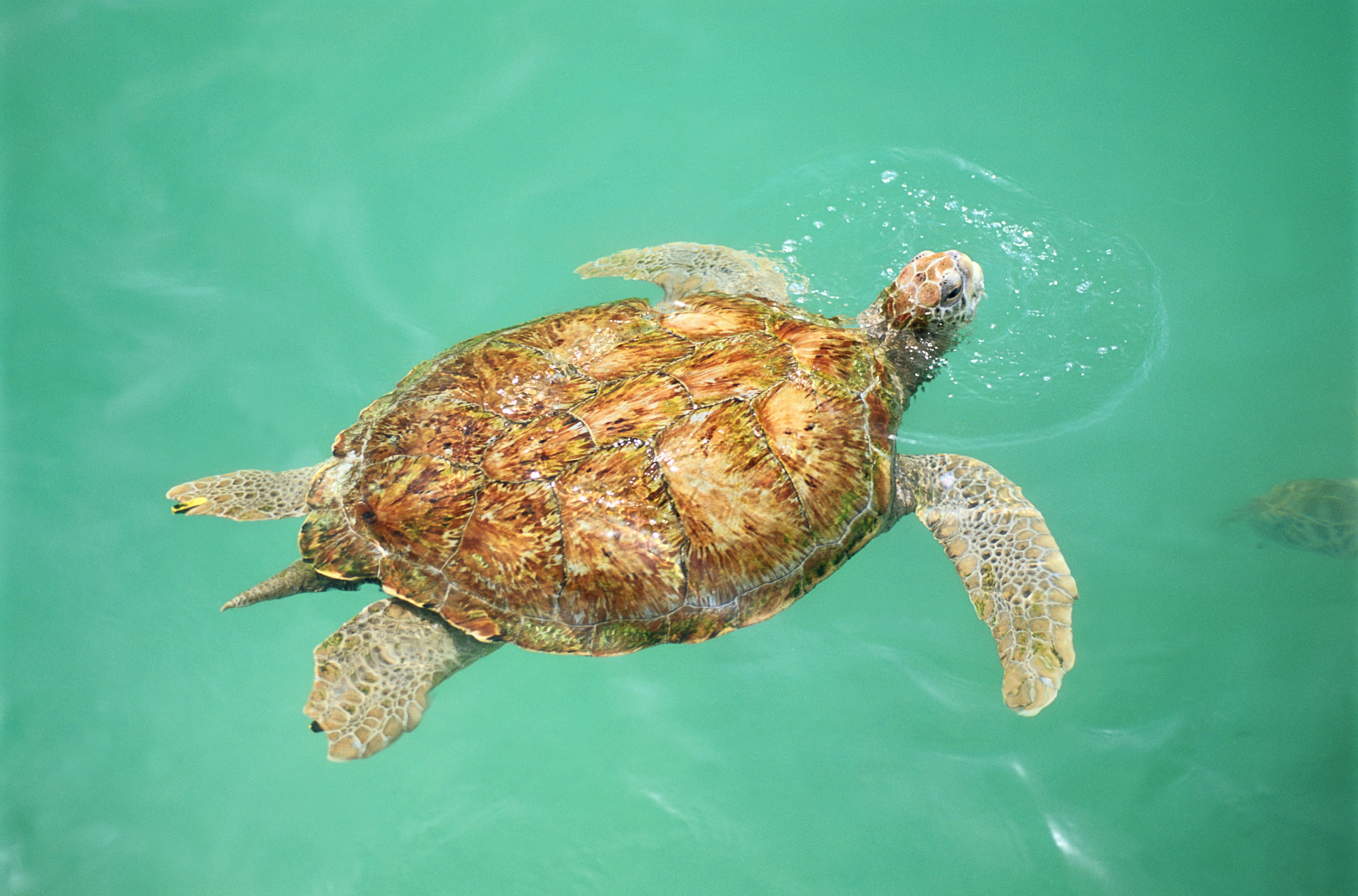 hawksbill turtle