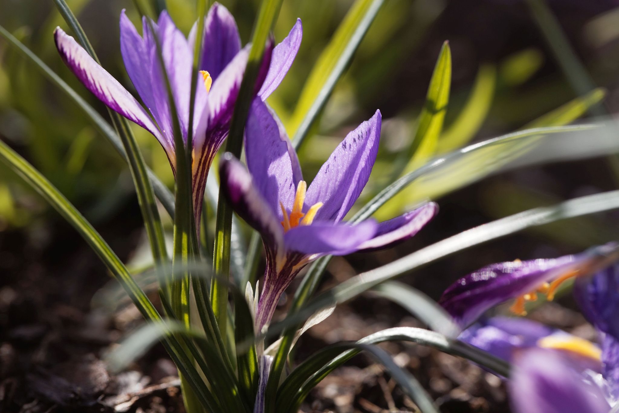 flower of a crocus minimus