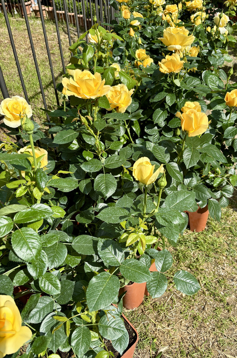 8月的月季降温养护攻略！快来看