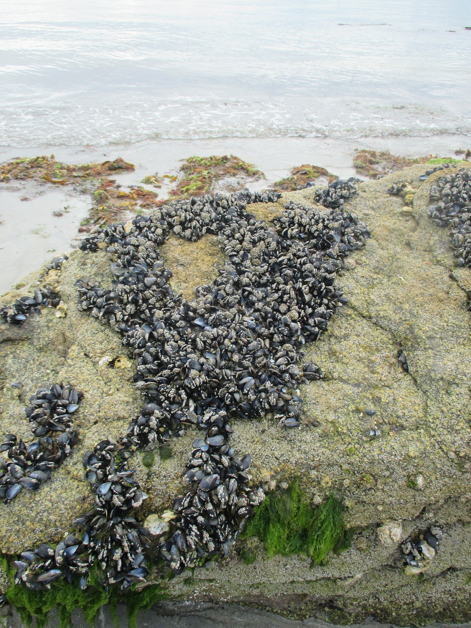 帮我在下面文章里面加入更多相关知识和观点让文章更丰富流畅：你知道吗你每吃一只帝王蟹都是在拯救世界今天就带你看看在海洋里泛滥成灾的帝王蟹帝王蟹是一种巨大的螃蟹被认为是世界上最大的陆地蟹类。它们生活在澳大利亚和新西兰的沿海地区以其巨大的体型和强壮的爪子而闻名。帝王蟹可以长达1米重达135公斤。这使得它们成为陆地上最大的节肢动物。它的寿命相当长通常可以活到20年以上。然而只有少数个体能够达到这个年龄因为