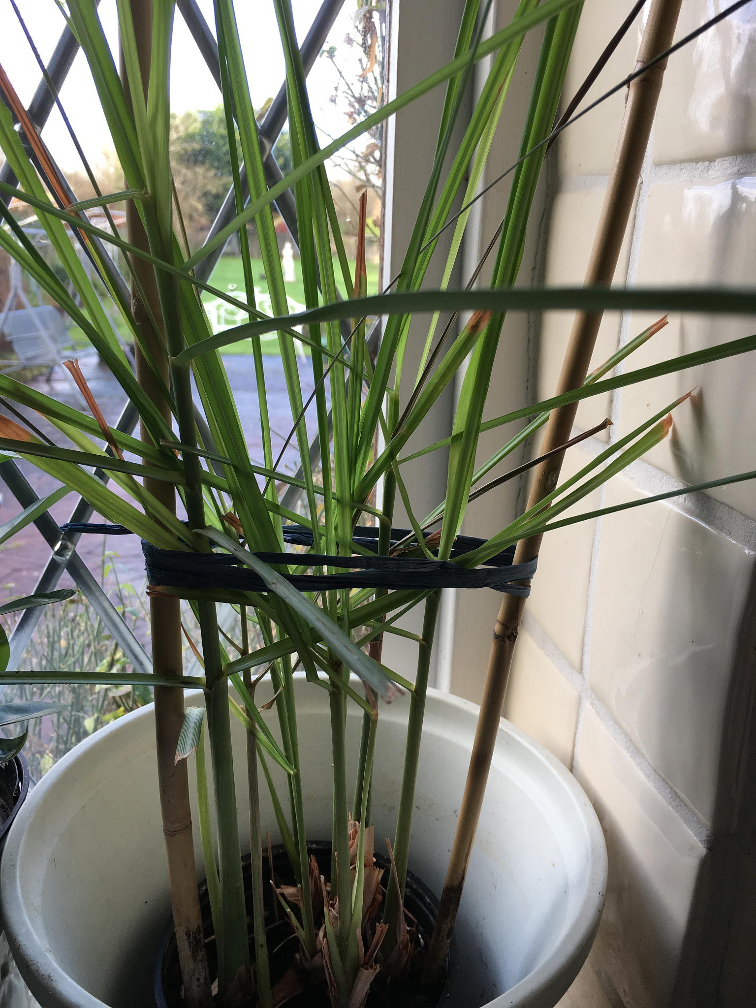 兰花的根是什么样子烂根怎么办400字