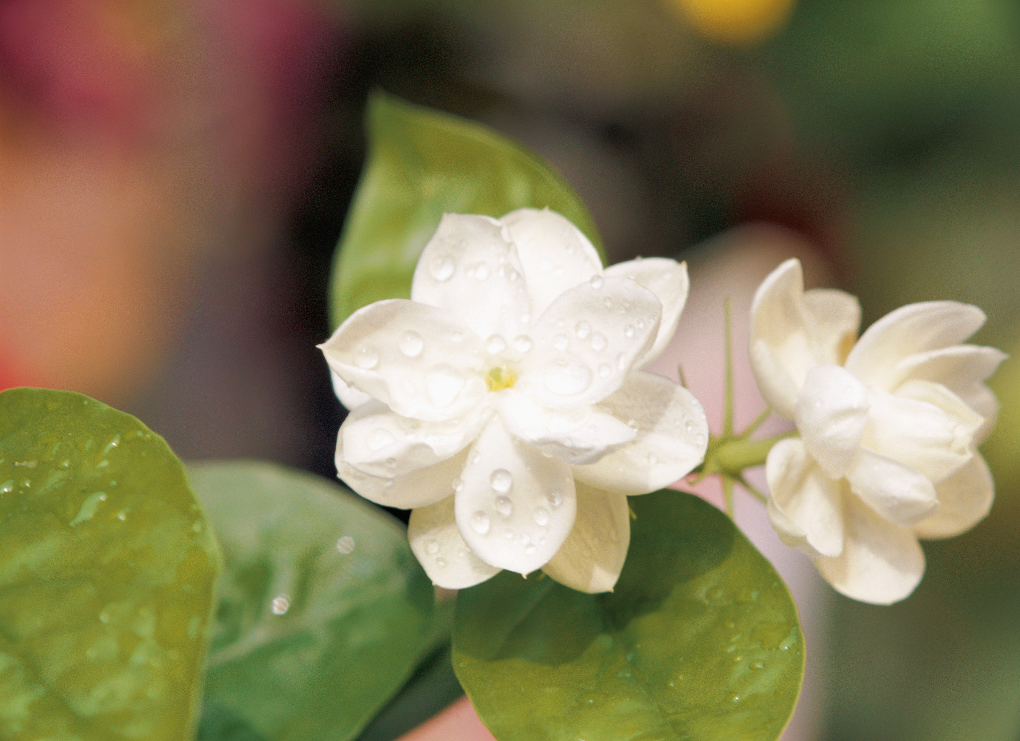 关于茉莉花的民歌文章字数不少于1500字