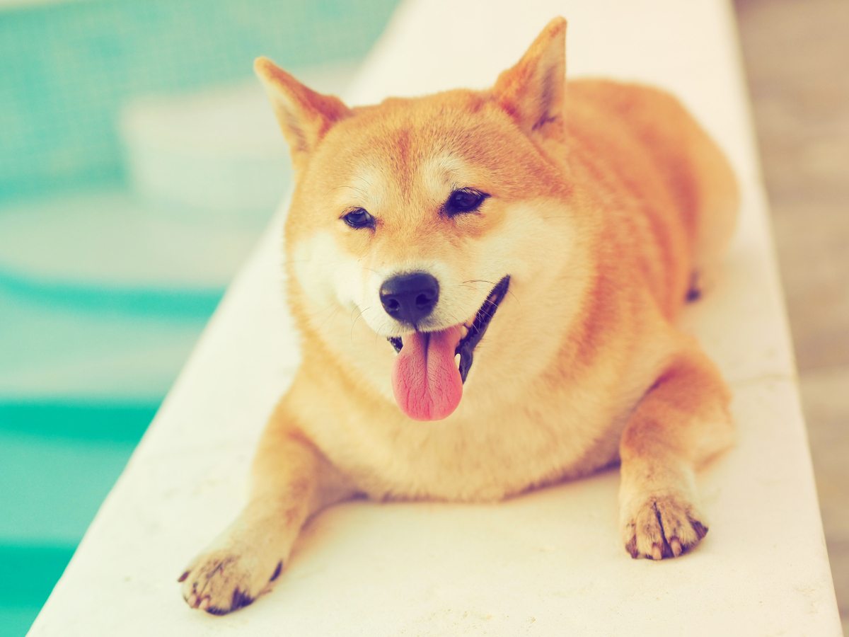 柴犬萌宠图片