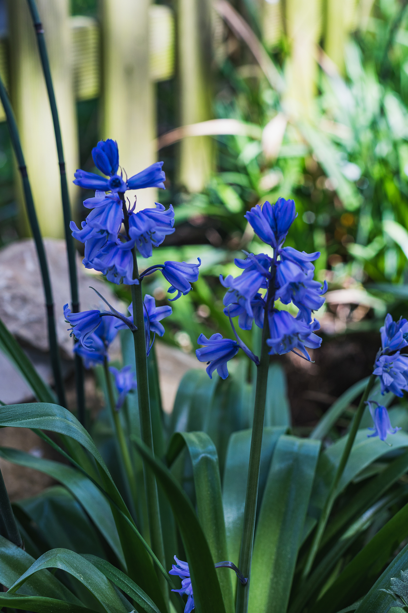 closeup of bluebells or hyacinthoides in a garden