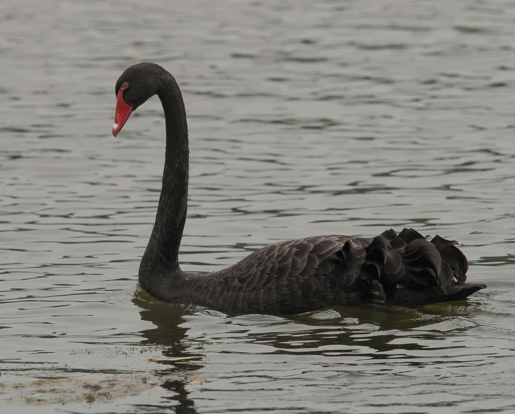 白天鹅与黑天鹅有什么区别