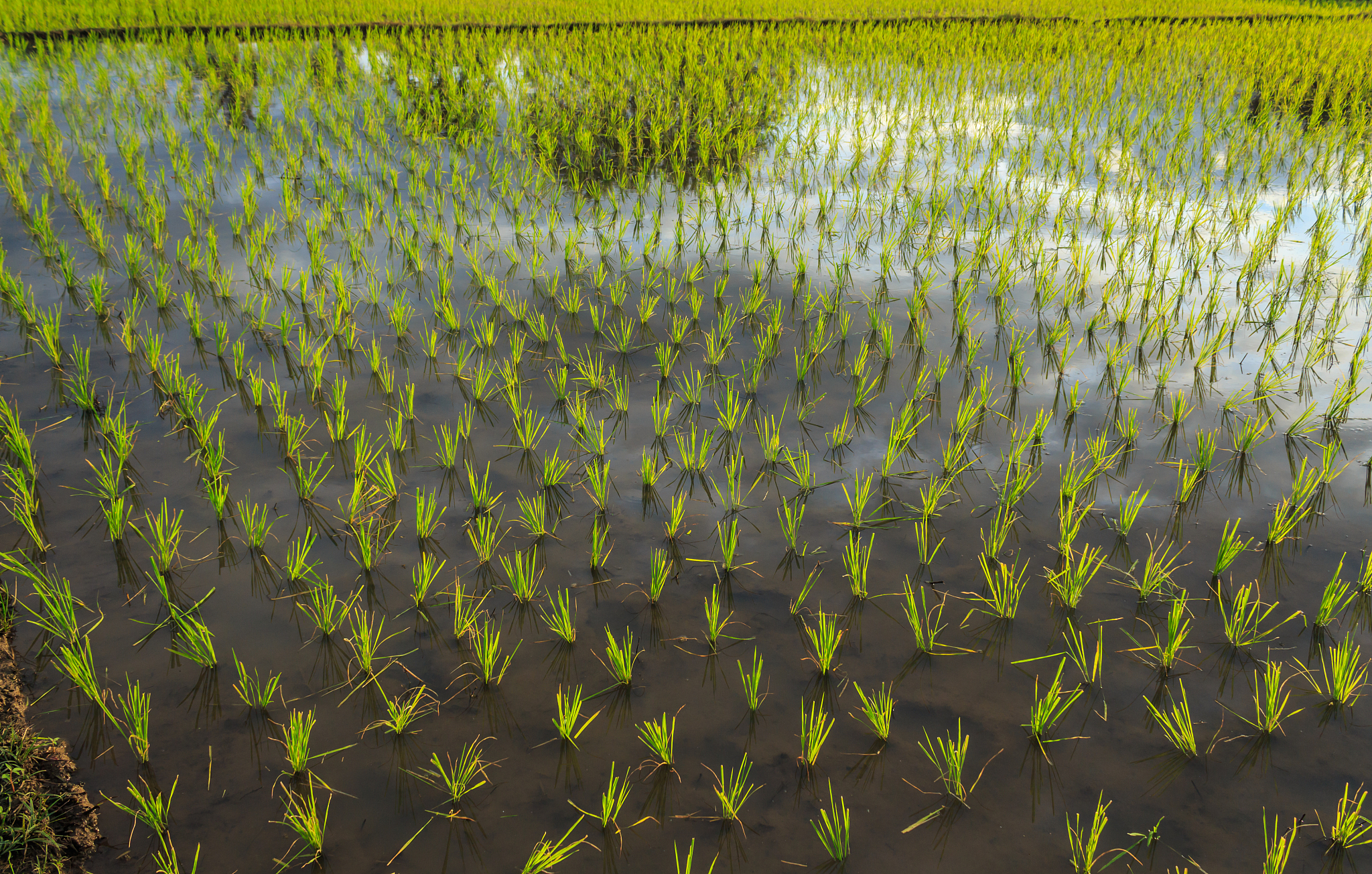水稻田昆虫群落多样性分析：以稻飞虱、稻纵卷叶螟等为主