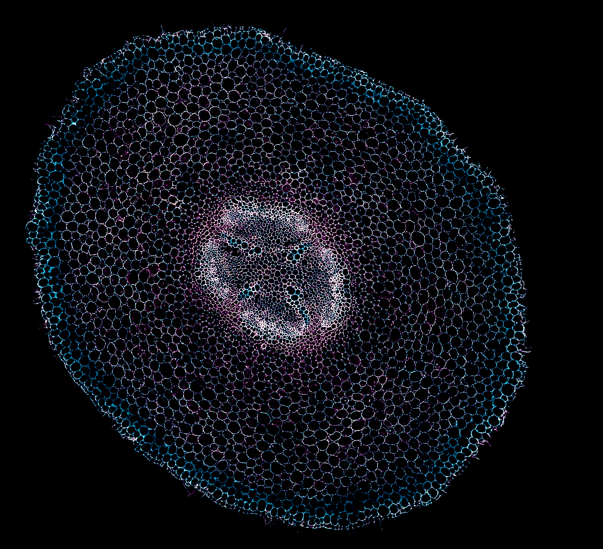 broad bean root - cross section cut under the microscope