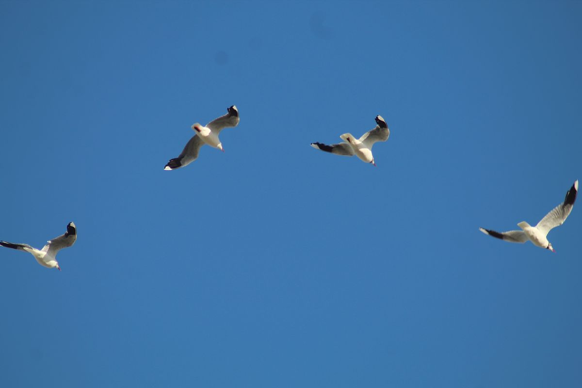 大雁迁徙：我的喜与忧  (小学五年级作文)