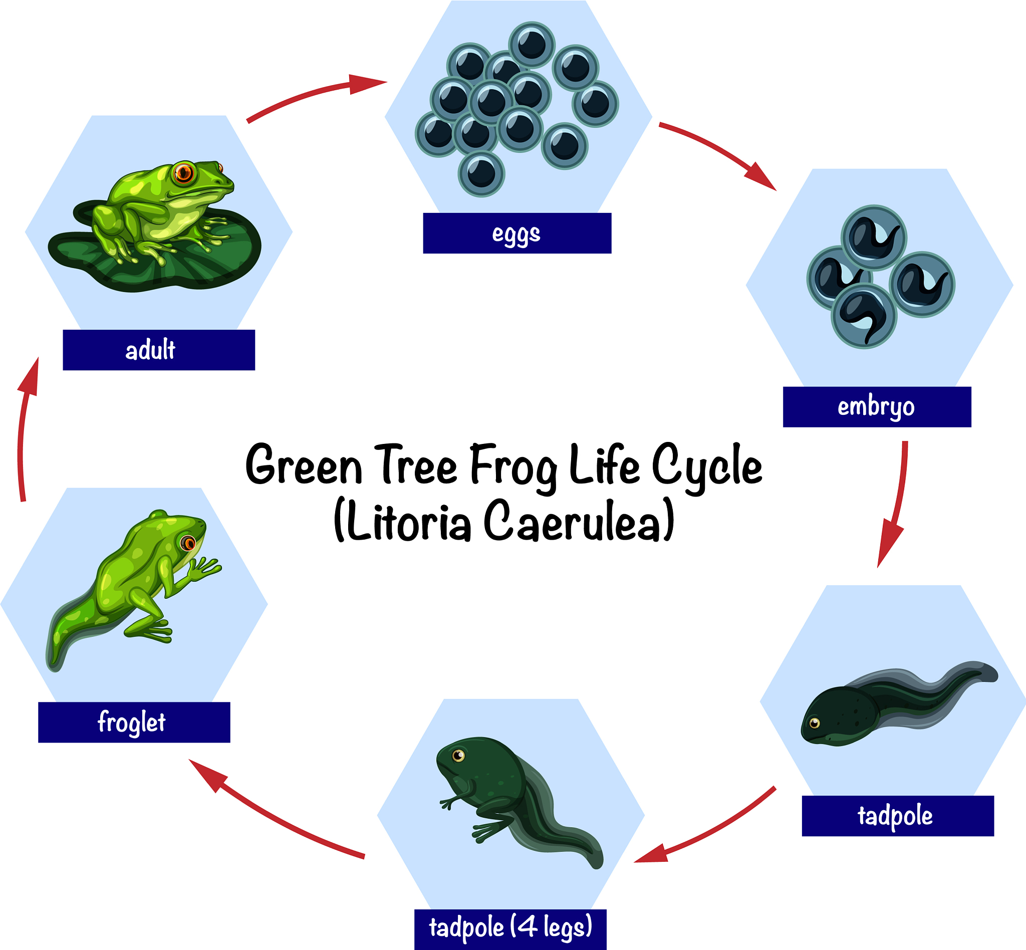 非洲爪蟾卵母细胞表达过哪些基因？