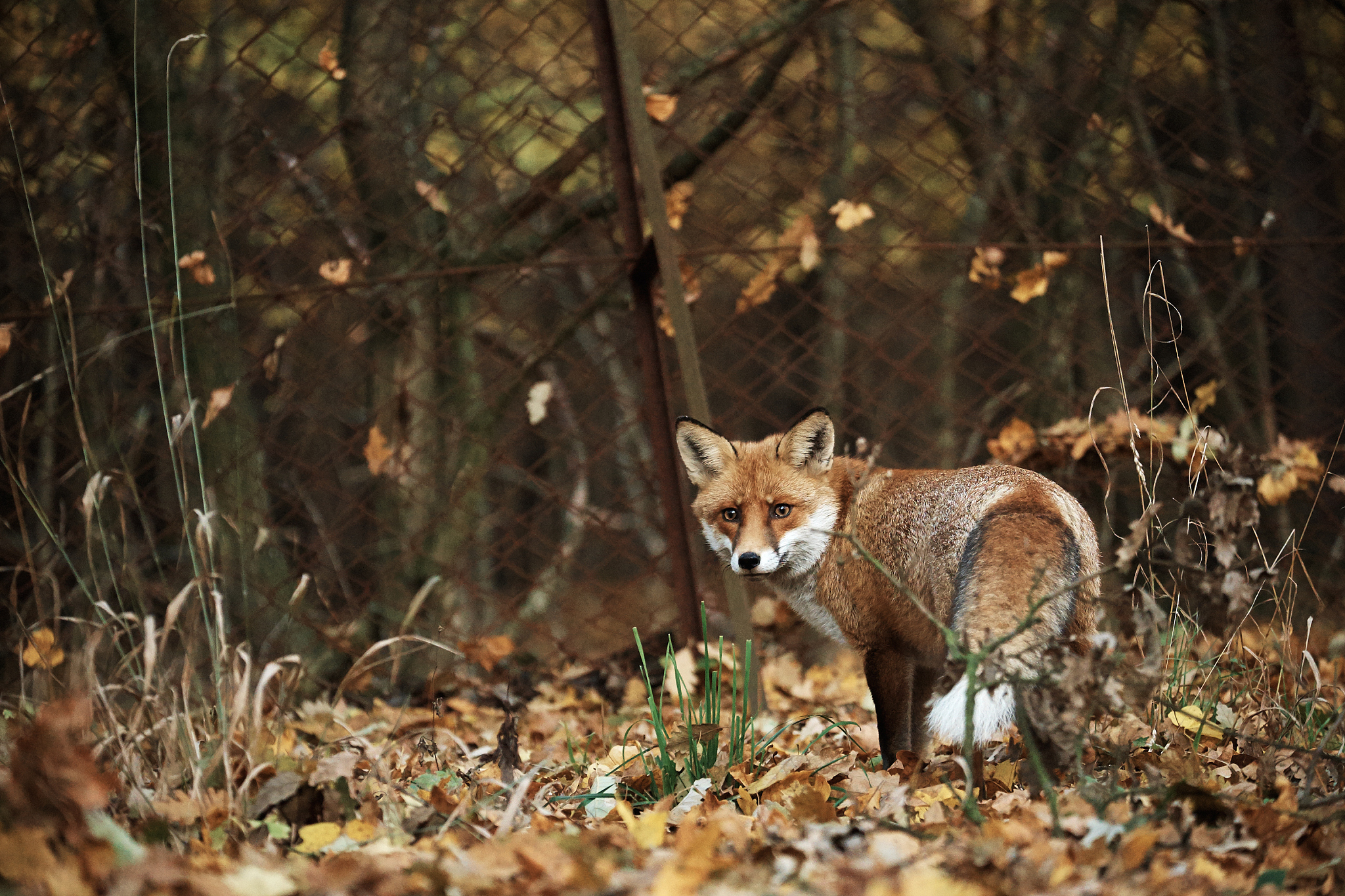 The moment this fox finally runs back to the wild