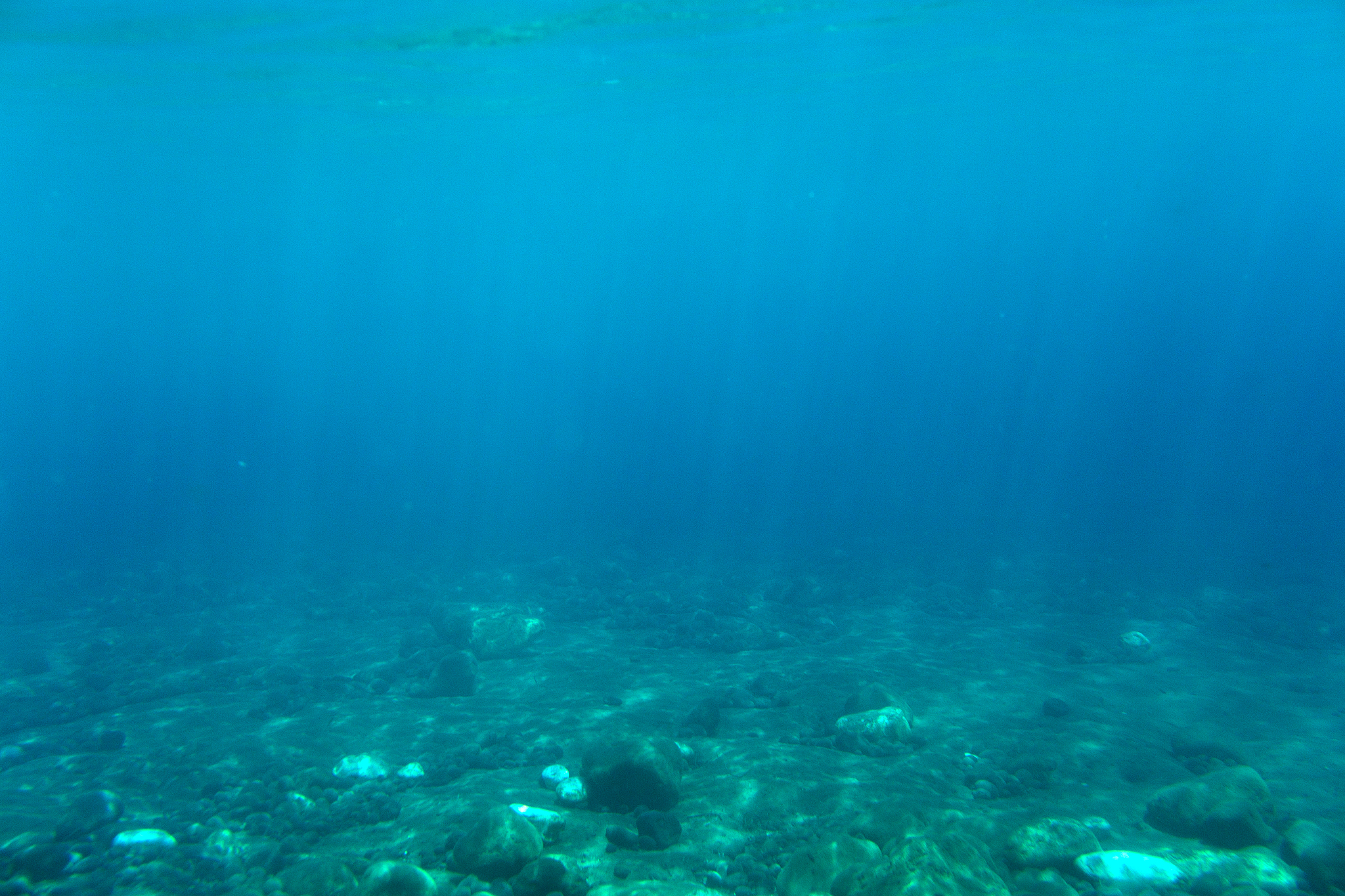 underwater life