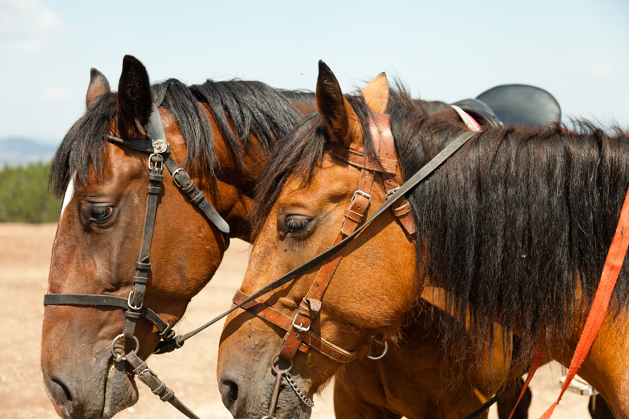 horse