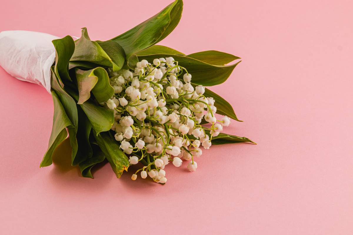 应是绿肥红瘦的红瘦指的是什么花