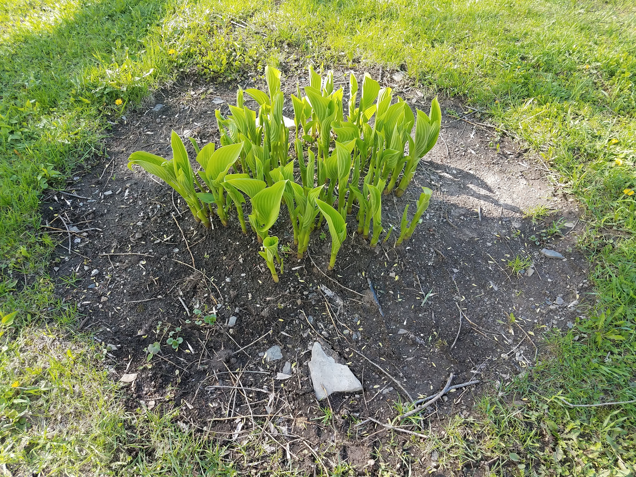 有哪些研究人员提出了使用覆盖物覆盖土壤表面来减少水分蒸发呢？