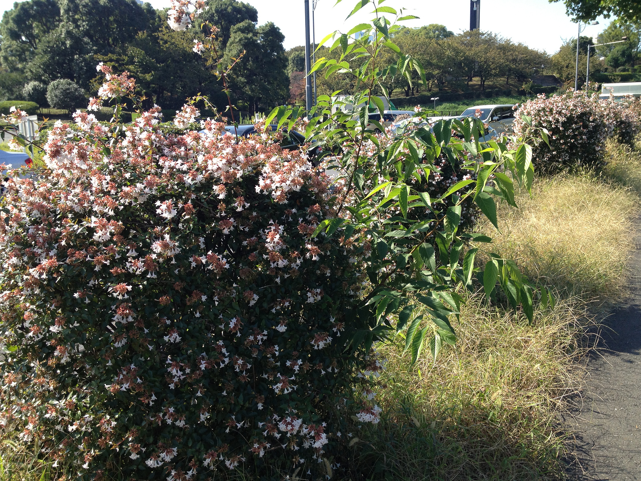 石楠花臭味来源及替代方案：是保留还是更换？