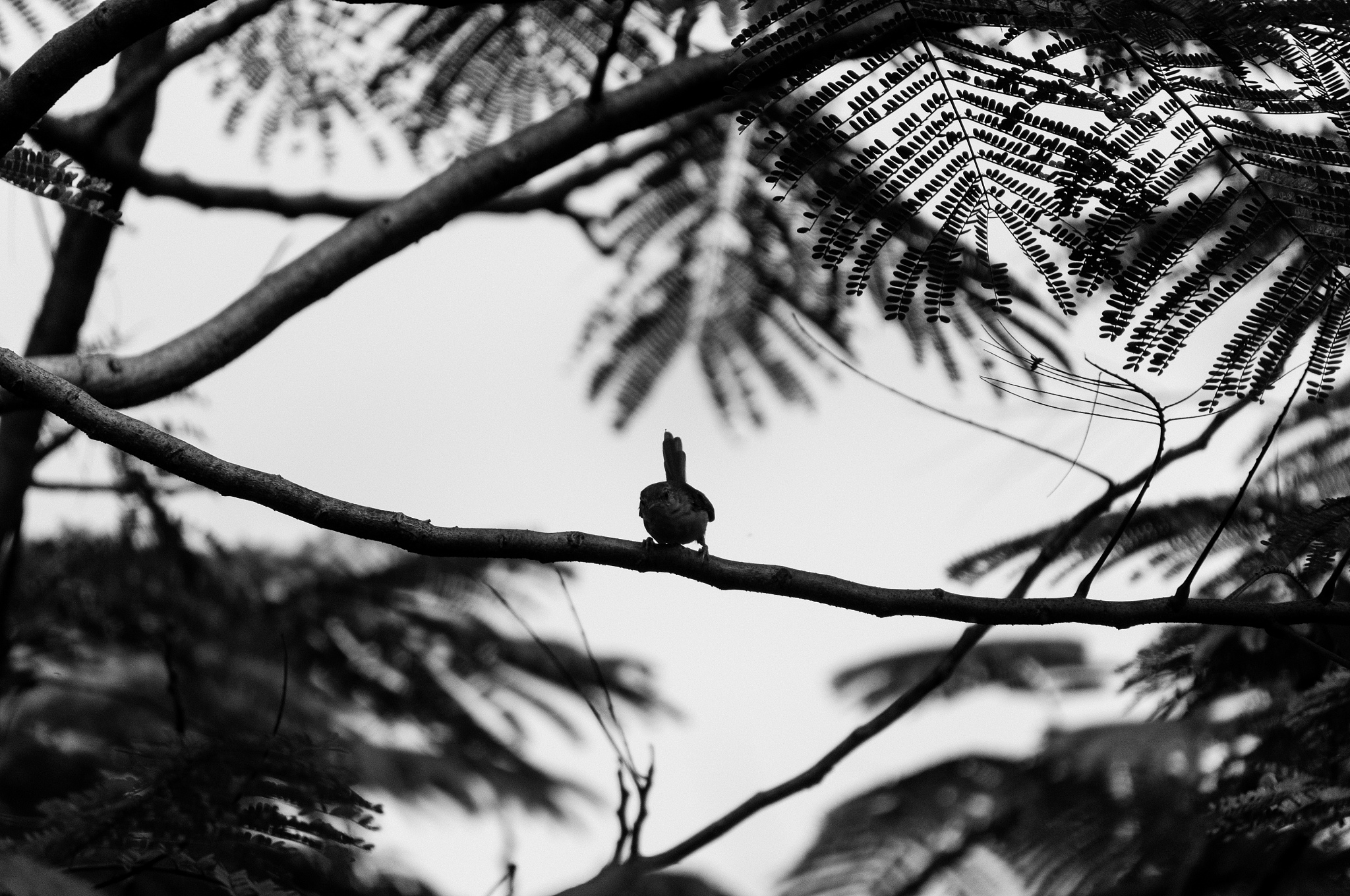 black & white styled bird in the trees - common tailorbird