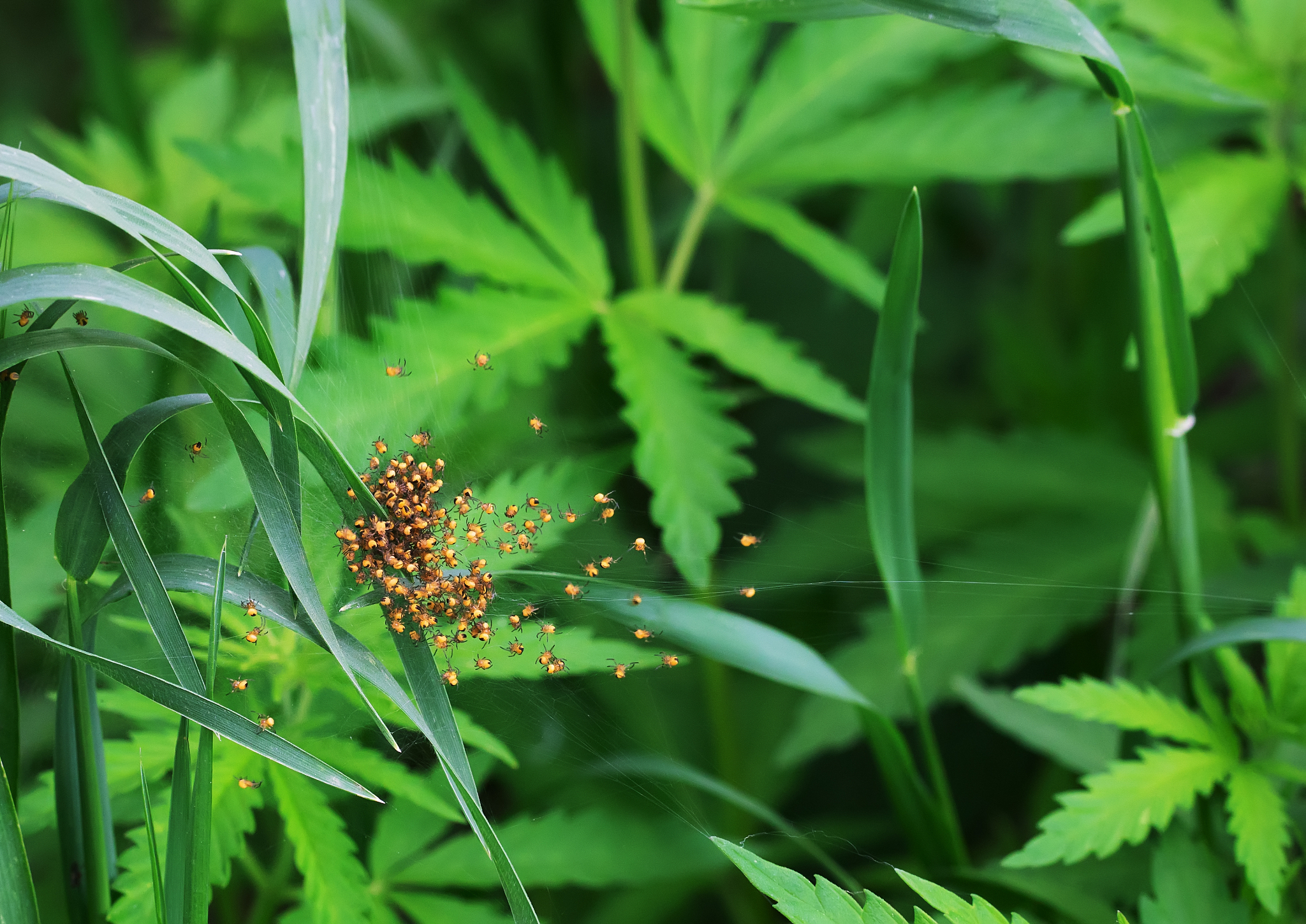 蜘蛛卵袋的孵化条件