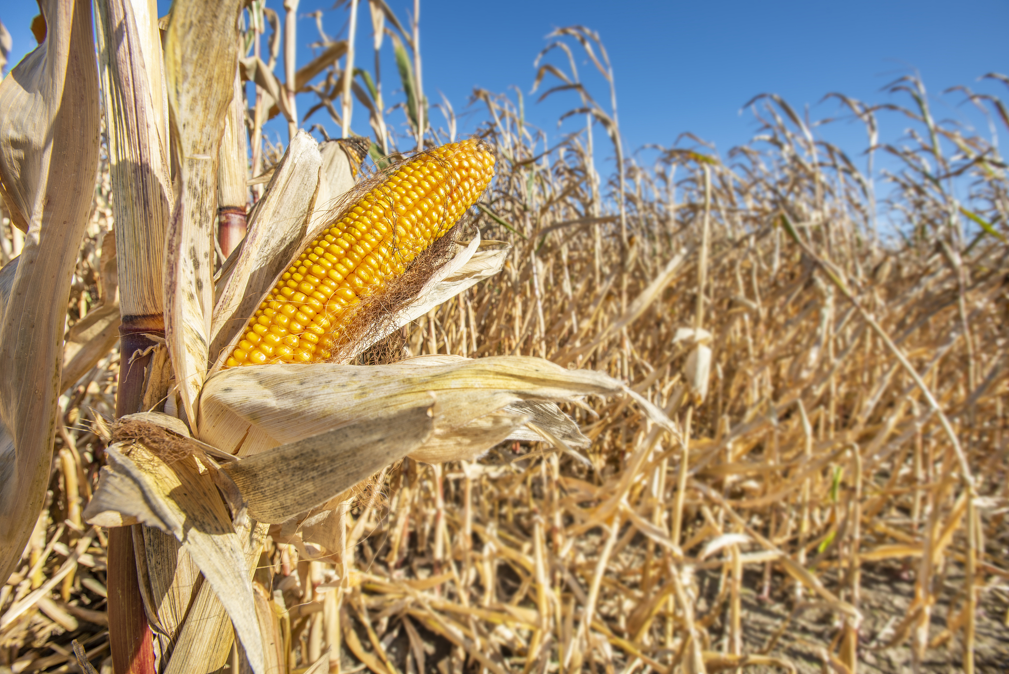 帮我修改下面的句子使其通顺：在过去的23年里玉米带一半以上地区的玉米开花期短期高温胁迫增加。