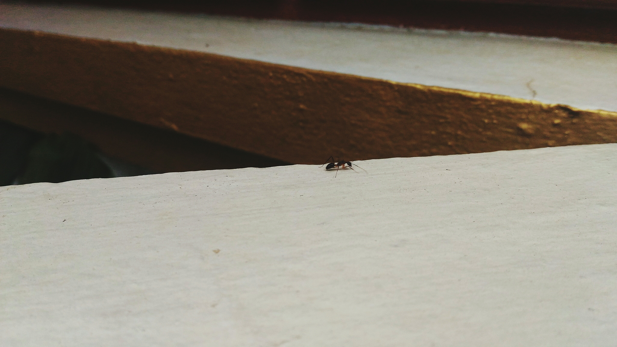 high angle view of ant on wall