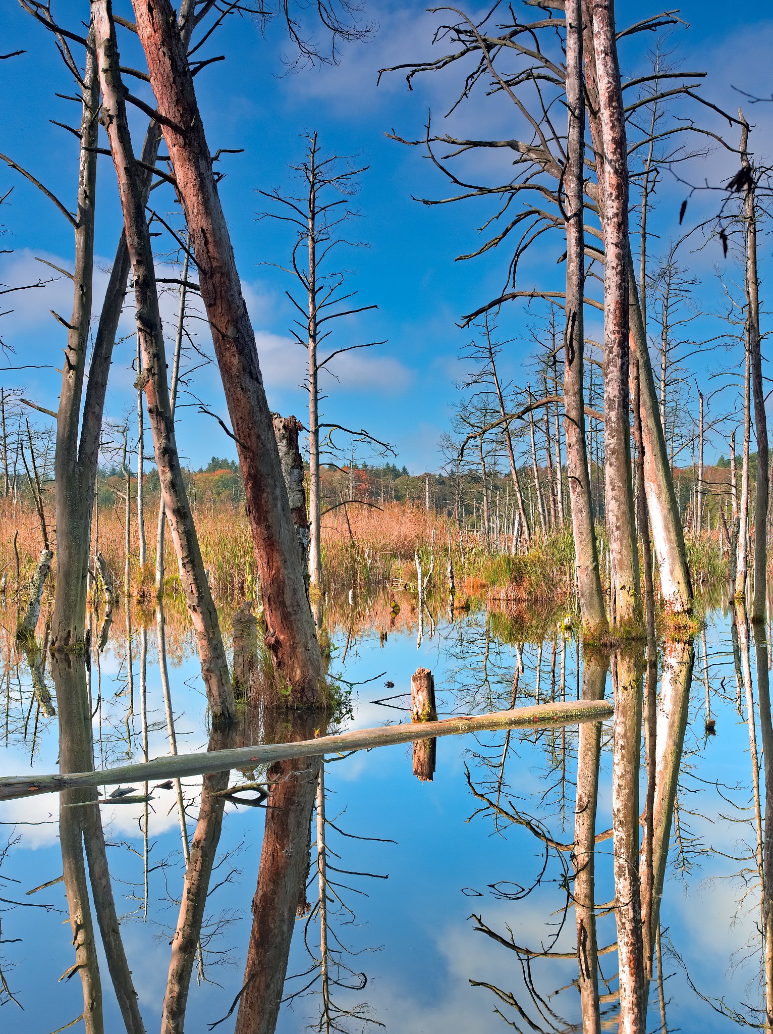 生物地理考试备战：小明和小红探险之旅