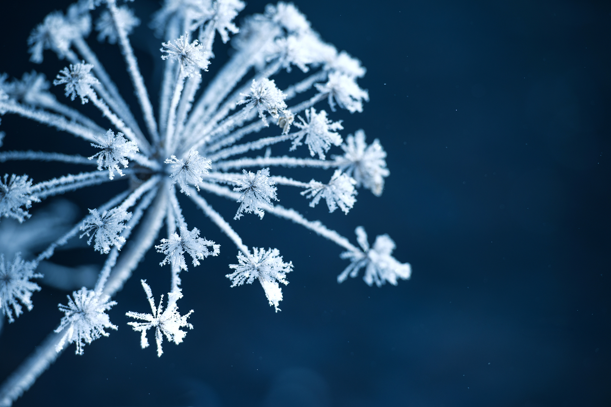 写个关于雪花的散文