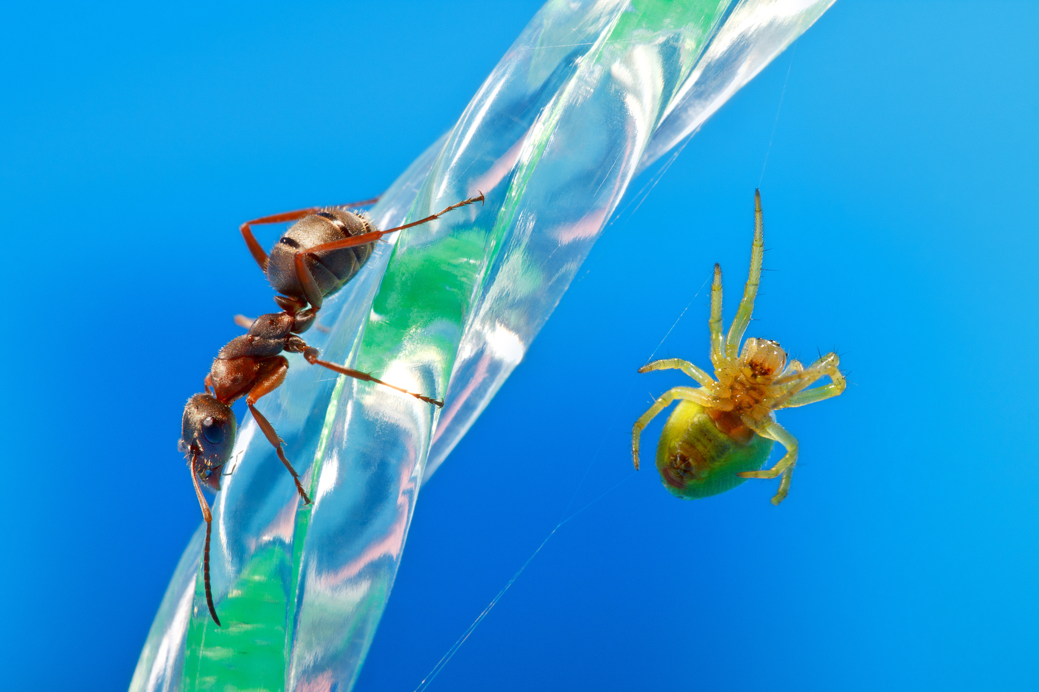 天敌昆虫种类：蜘蛛、胡蜂、蚂蚁等