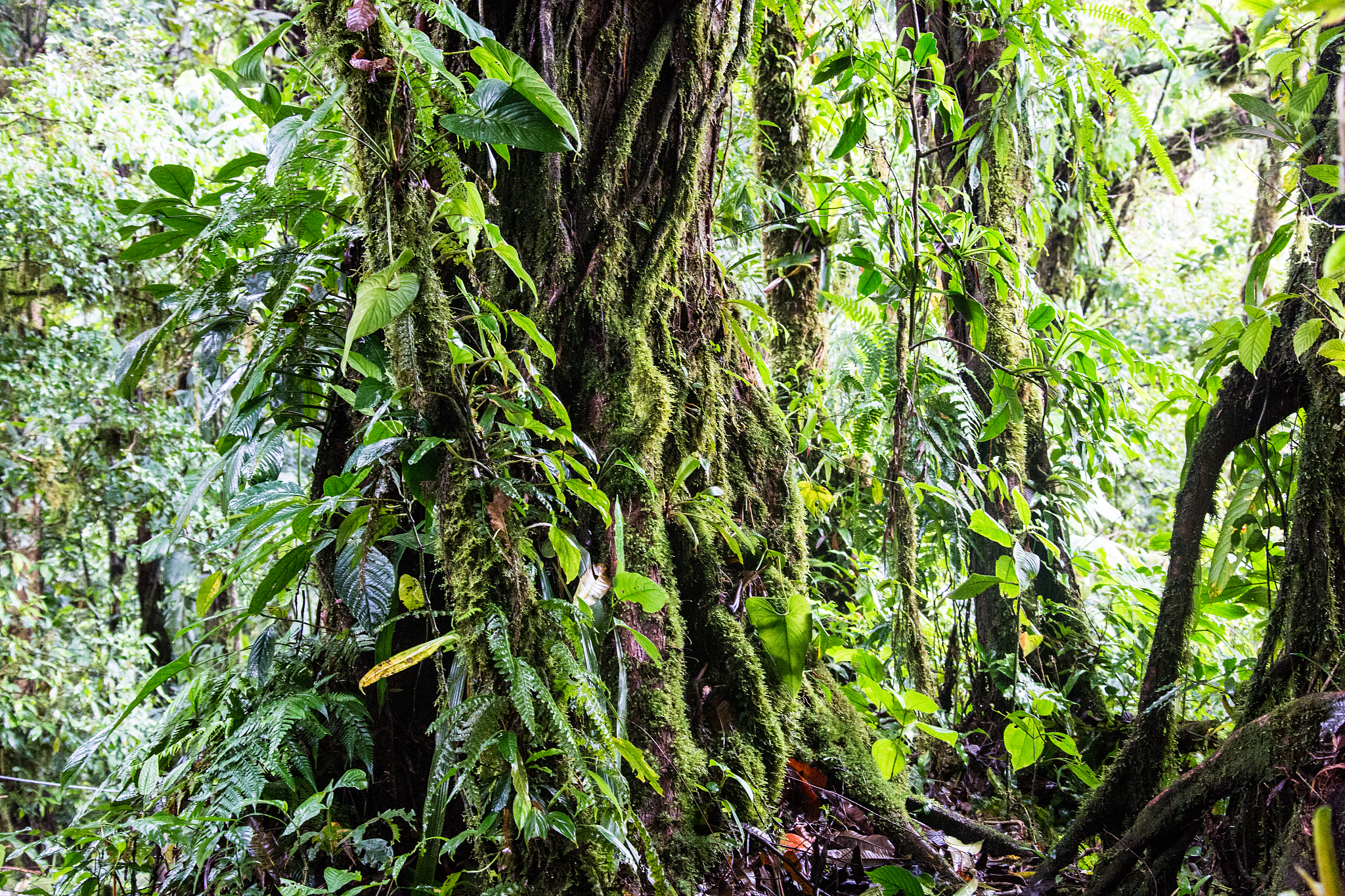 rain forest in costa rica