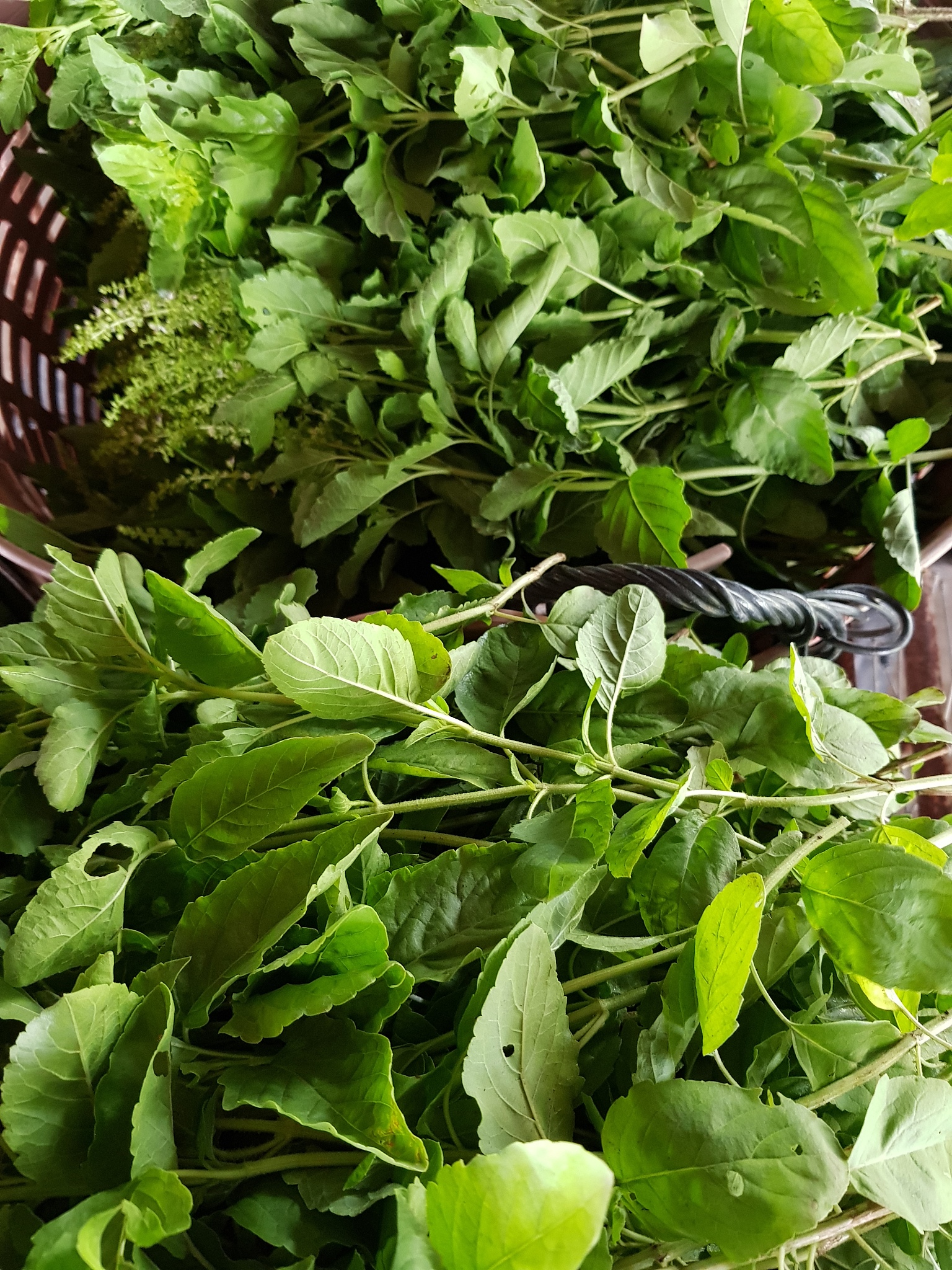 扁粉菜是什么？营养美味的十字花科蔬菜