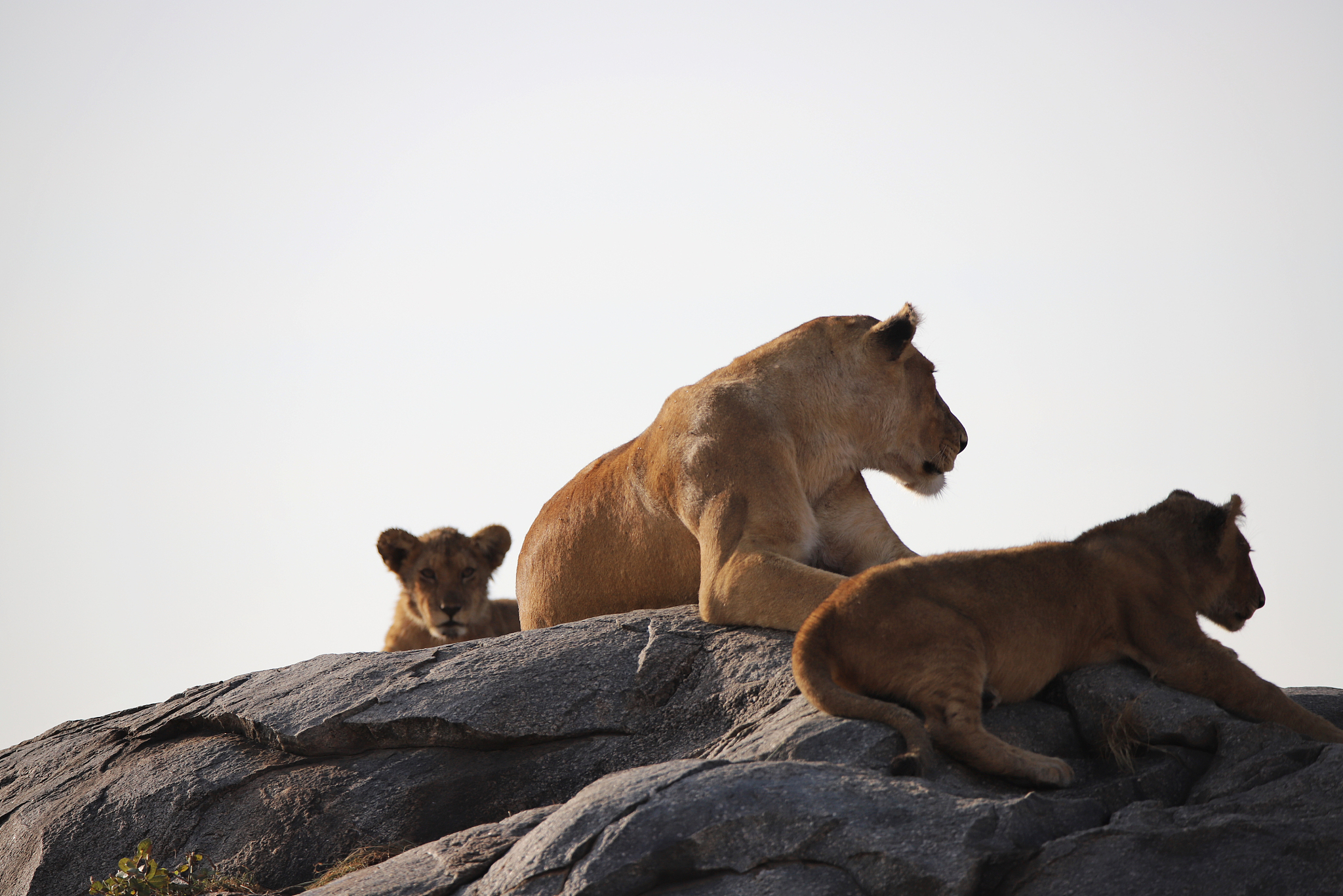 herd of lionesses with their cubs resting after a hard night of 