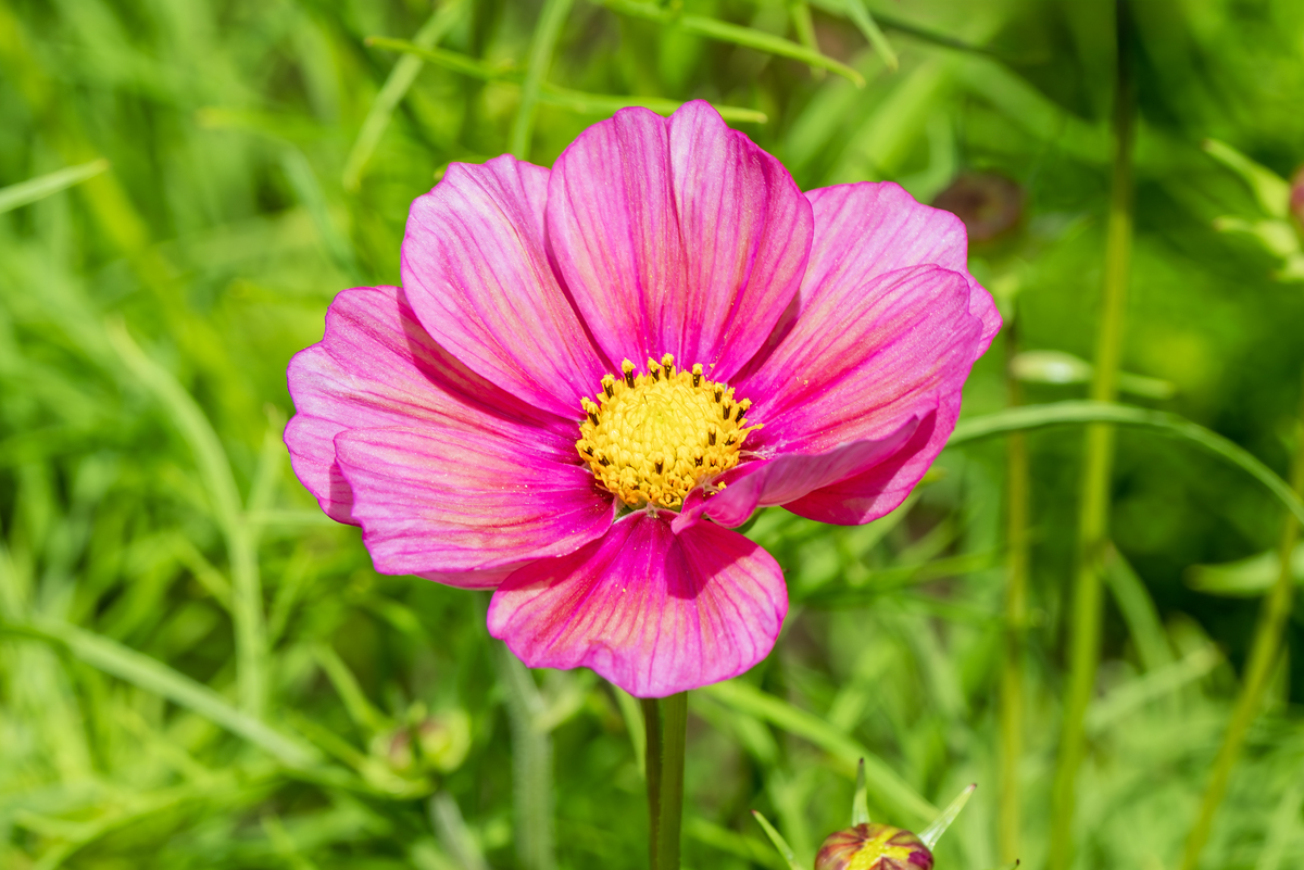 格桑花：西藏的象征，坚韧不屈的精神